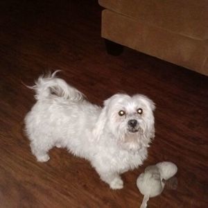 Meet your Posher, Lucy